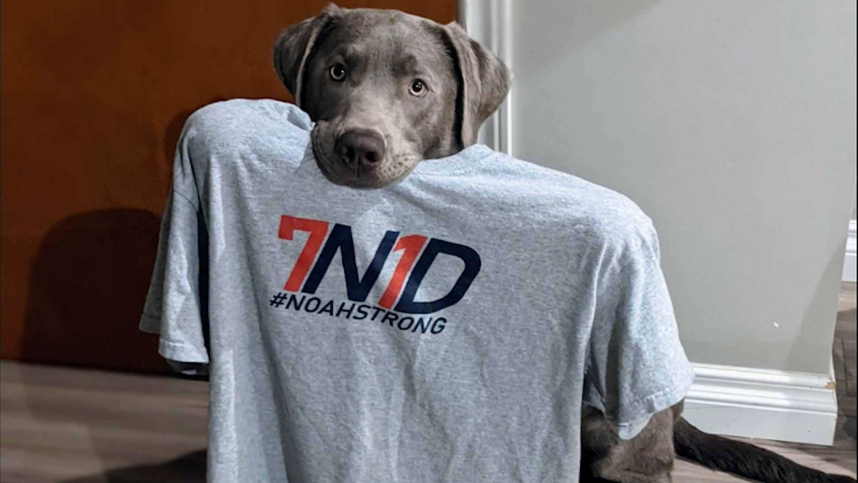7N1D-shirts-family-dog-1 Large grey dog holding a 7N1D tee shirt in its mouth